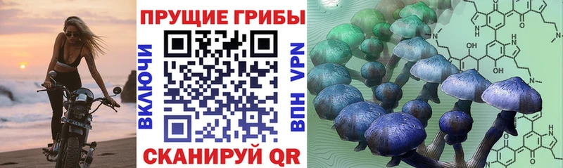 купить наркотики цена  Кириллов  Галлюциногенные грибы Cubensis 
